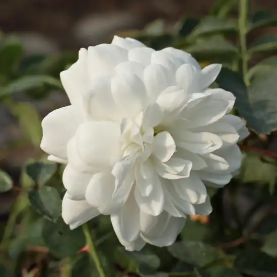 Rosa Alba Meillandina® - alb - trandafir acoperitor